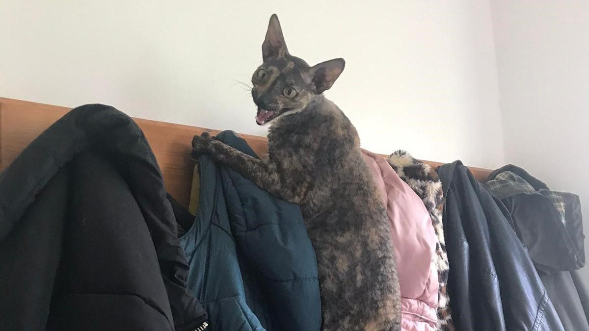 A Cornish Rex cat hanging of a busy coat peg and bearing her teeth.