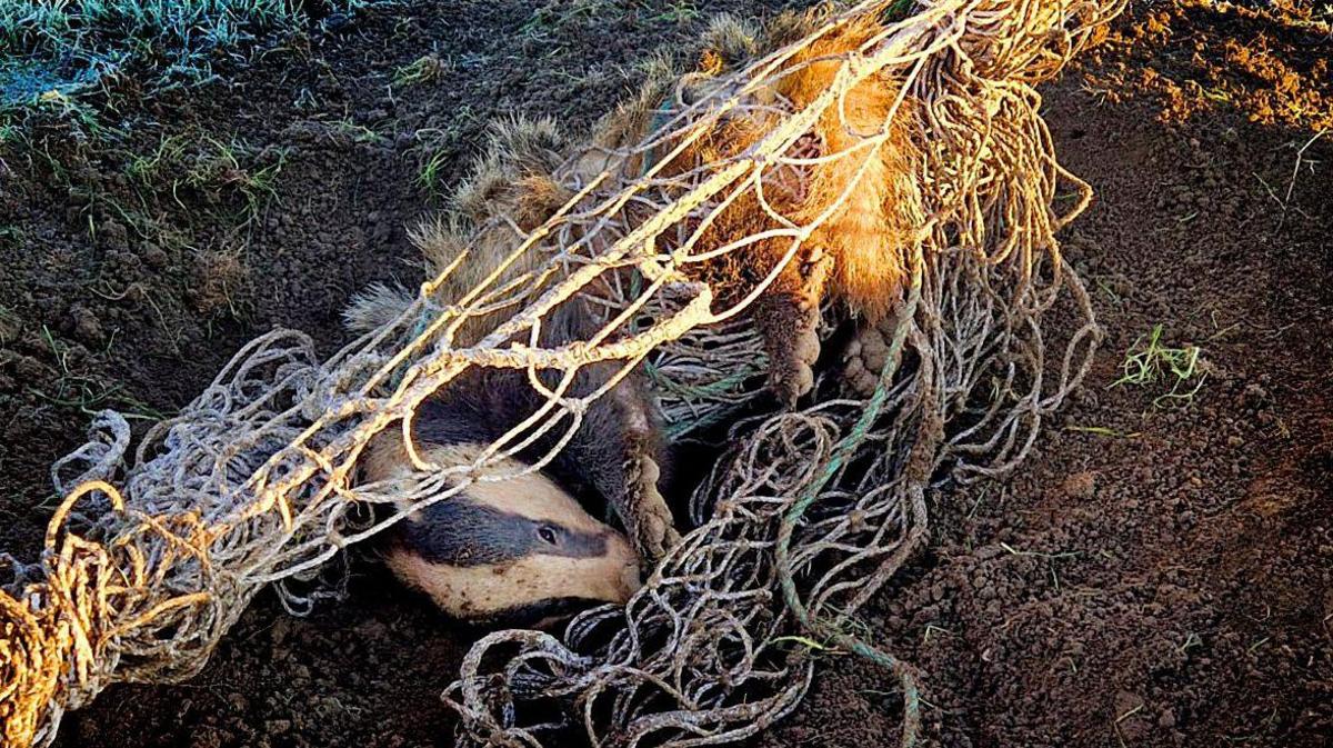 A badger tangled up in a goal net on the ground