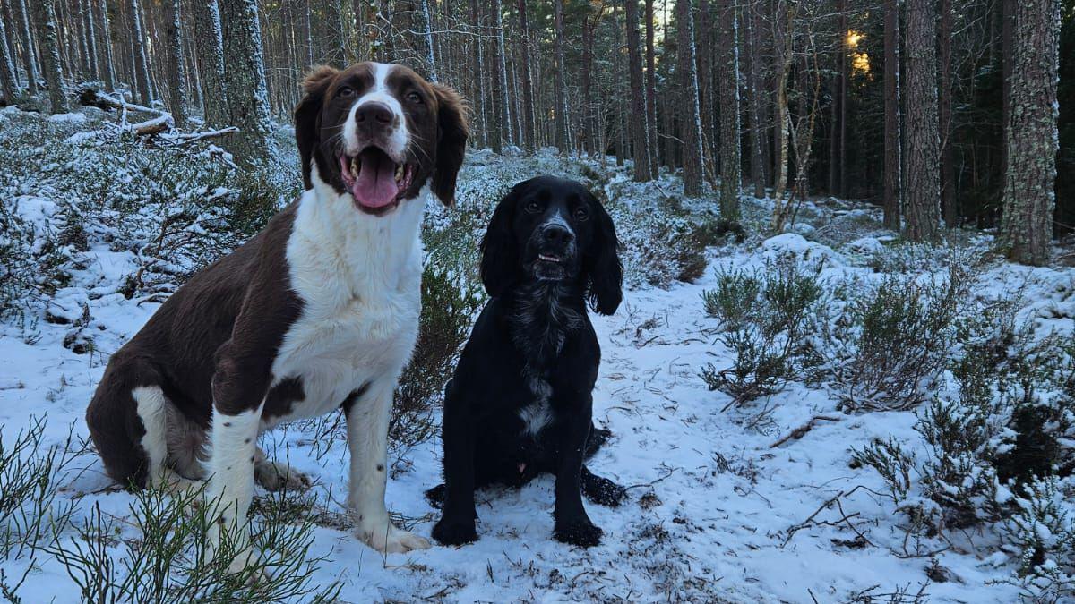 Two spaniel type dogs sit in the snow and ice in a forest in the Scottish Highlands.