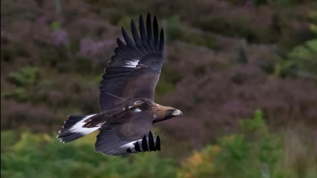 A golden eagle named Talla, photographed flying in Scotland.