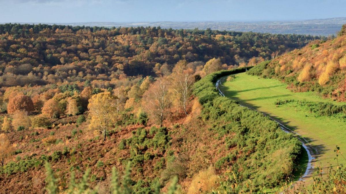 Hindhead Tunnel Opens, A3 Road Closed, Rewilding