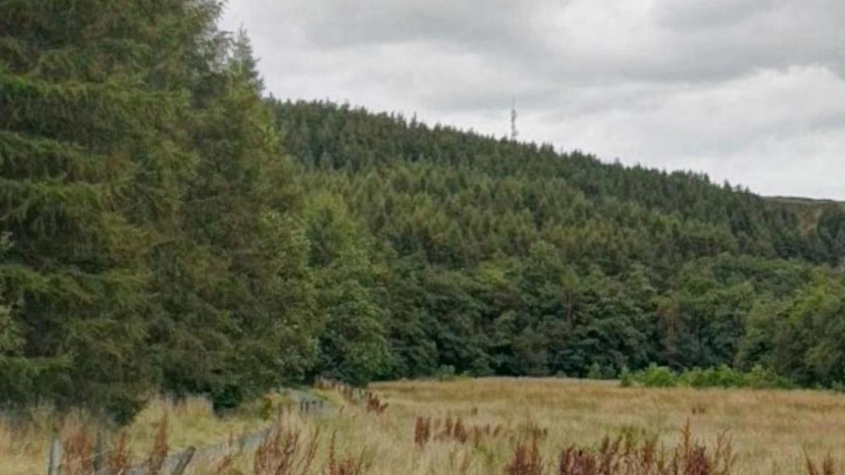 A forest of trees lie behind a field of high grass.