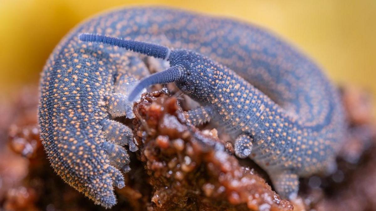 Velvet worm. 