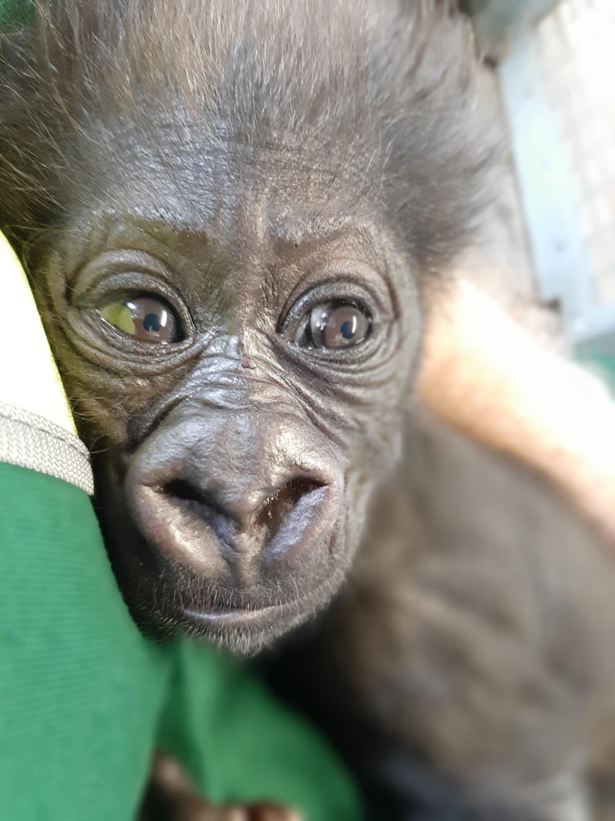 baby-gorilla-bristol-zoo