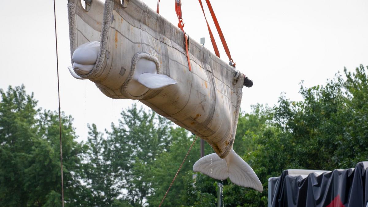 Beluga whales relocated from closed Canadian marine park arrive in US