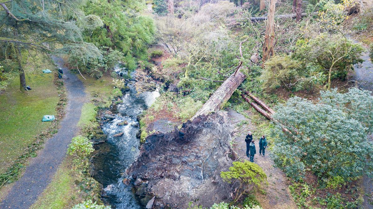 Aerial view of devastation caused by Storm Arwen at Bodnant Garden in north Wales