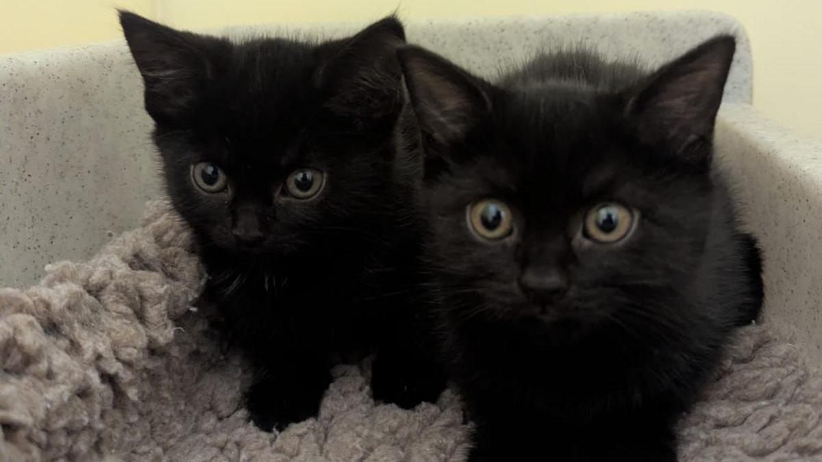 Two black kittens are on a grey furry rug, in a plastic box, and staring ahead.