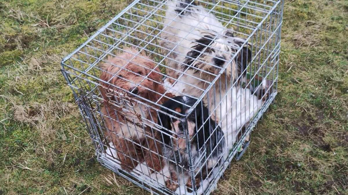 A close-up image of three dogs huddled together in a small cage, looking up at the camera. One of the dogs is brown, and two are black and white, all with overgrown and messy-looking fur. The cage has been left on a grassy area. 