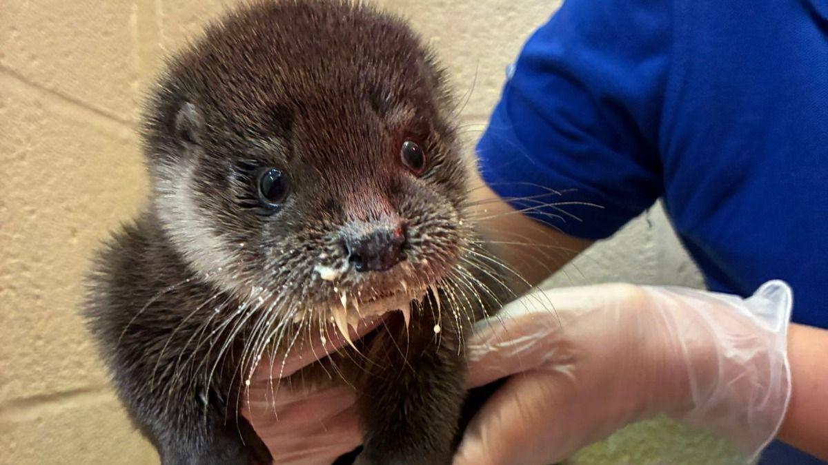 Iris the otter is being held by a carer.  Iris has dark brown and white fur. Her whiskers are covered in milk.  There is a white coloured wall behind her.