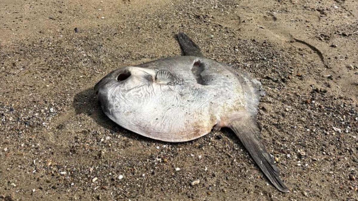 An ocean sunfish lays flat on a sandy beach.