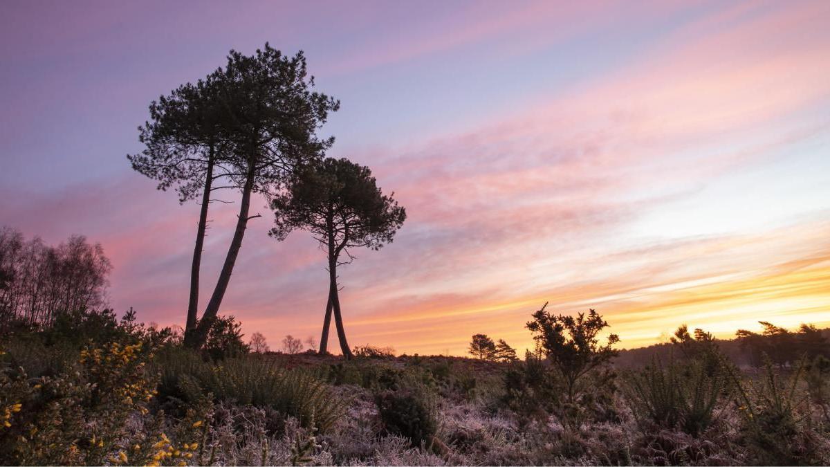 Avon Heath at sunrise. A cluster of four pine trees is silhouetted against a pink and orange sky. 