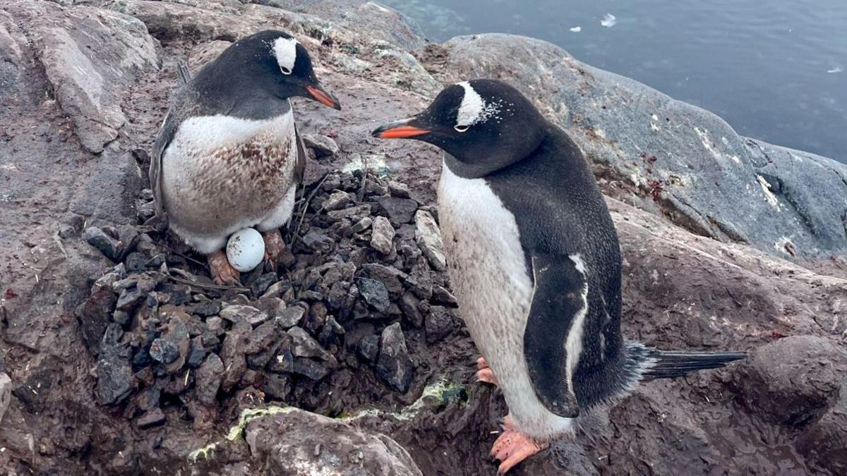 Two penguins stood next to each other. The one on the left is stood over an egg. 