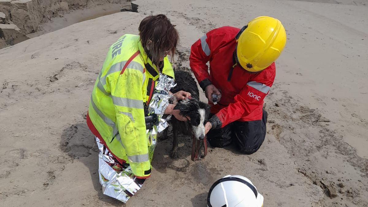 The dog with rescuers on the beach