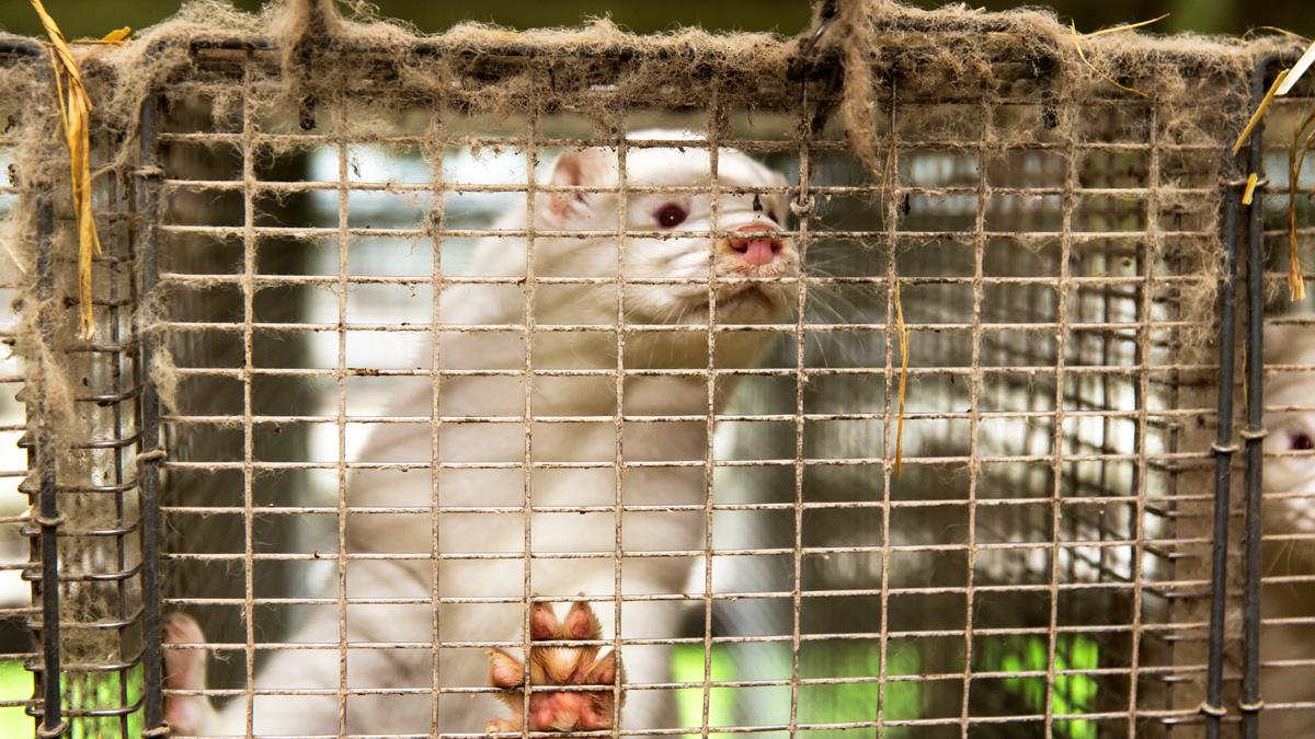 Mink about to be killed on a farm at Jyllinge, Denmark, 14 November 2020