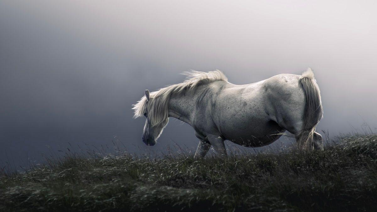 A white horse walks towards the left of the frame. The background is shadowy and white, as if a thunderstorm has just finished or is about to begin. The light is hitting the top of the horse to create a striking outline in the other greys and blacks in the image.