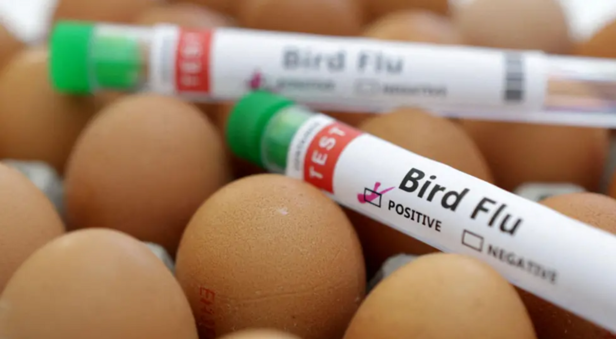 A test tube with the words bird flu written on a label. It is resting upon lots of eggs.