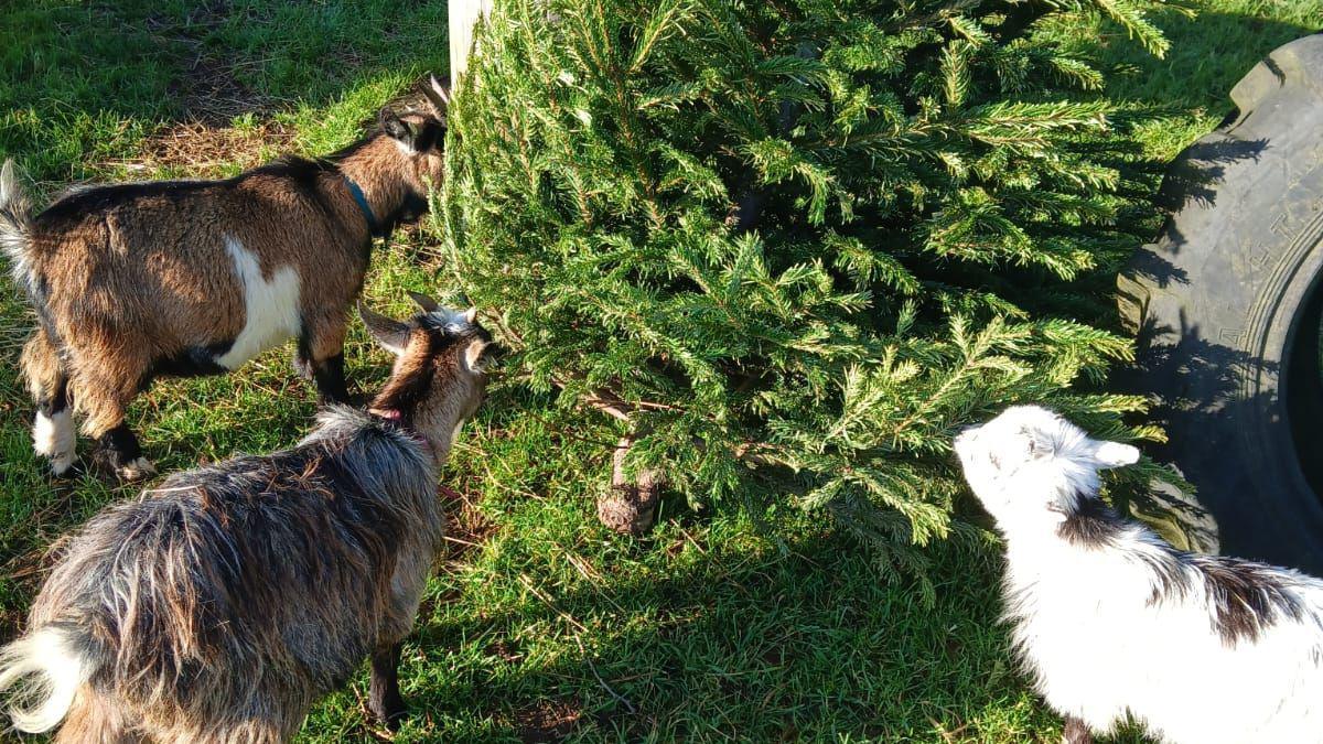 three pygmy goats, two brown, one white, munching on a Christmas tree in a field