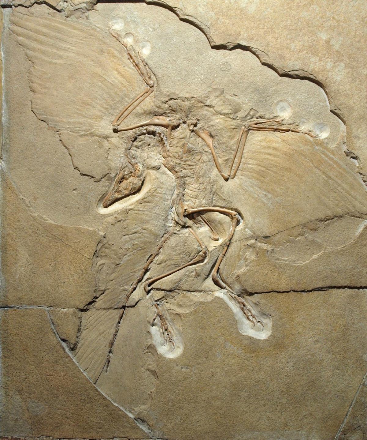 Archaeopteryx fossil