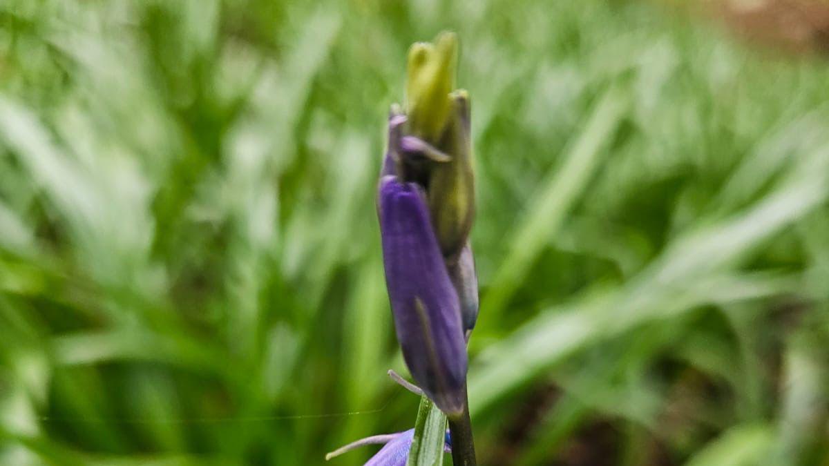 A single bluebell