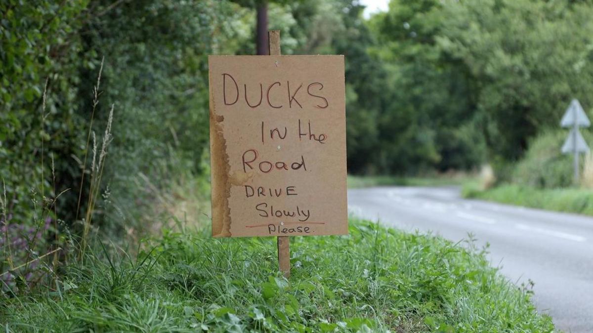 A cardboard sign installed by the side of a village road warning drivers to watch out for ducks wandering on the road.