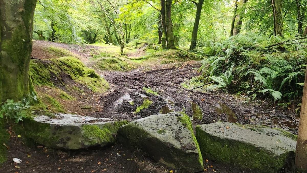 An area of woodland with a mucky track 