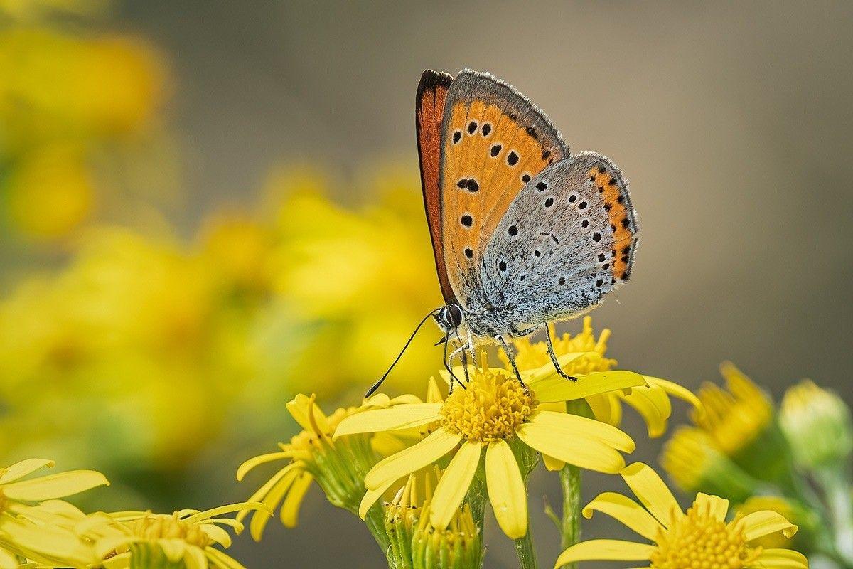 A large copper butterfly, orange with black spots and some grey markings, perched on a yellow flower and feeding. There are similar flowers in the foreground, while the background is blurred.