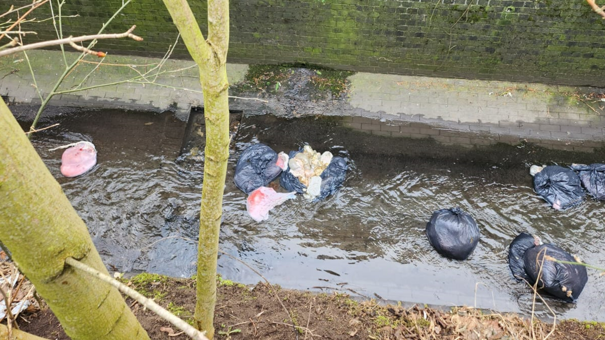 Sheep in a canal