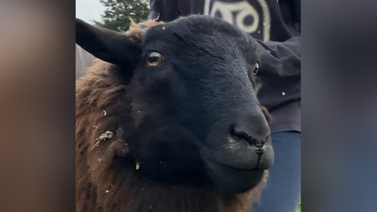 A brown sheep was stood in the middle of the image looking to the right of the camera. A person was standing behind it on the right.