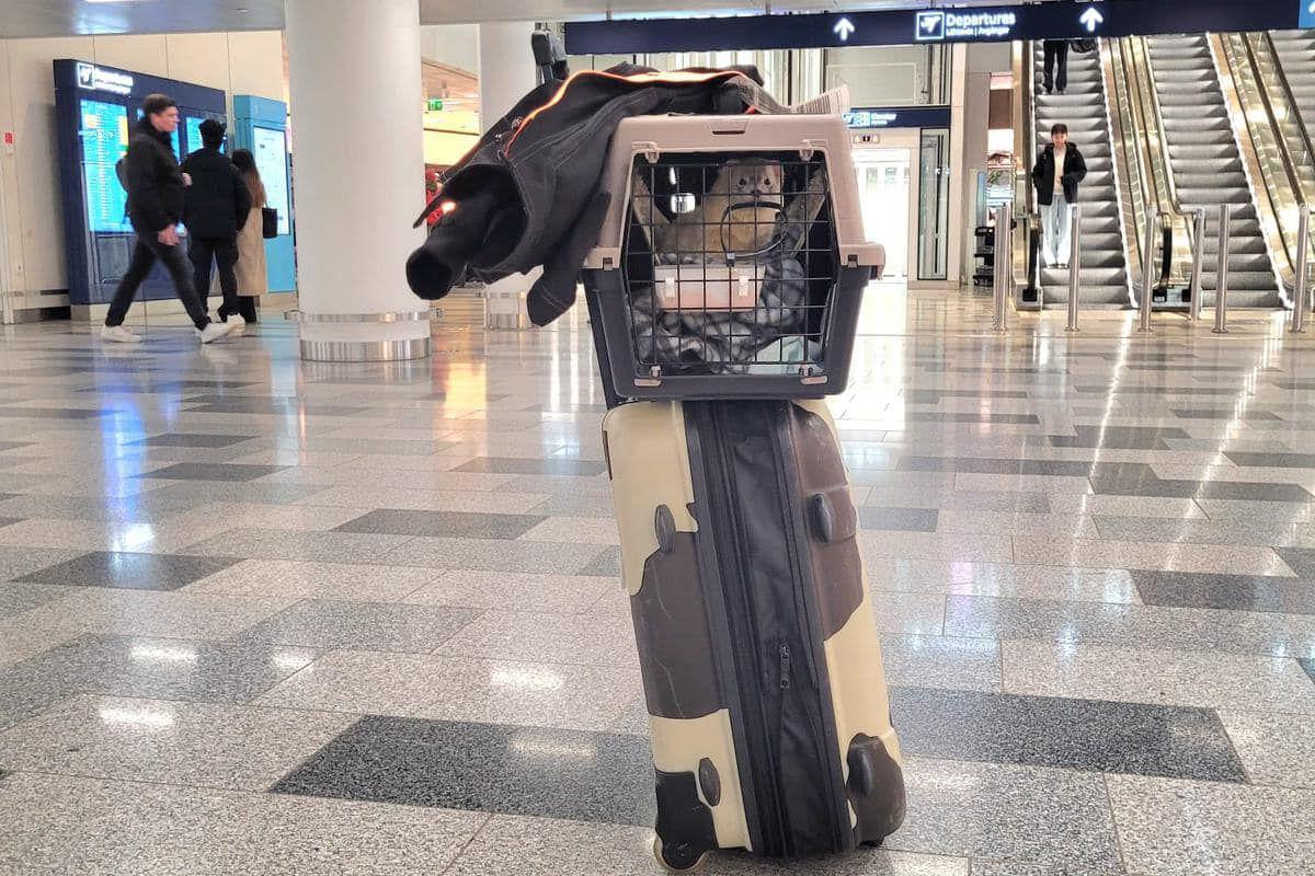 Boh the ferret in his cage which is resting on top of a brown and cream suitcase in an airport. There are escalators in the background of the photo. 