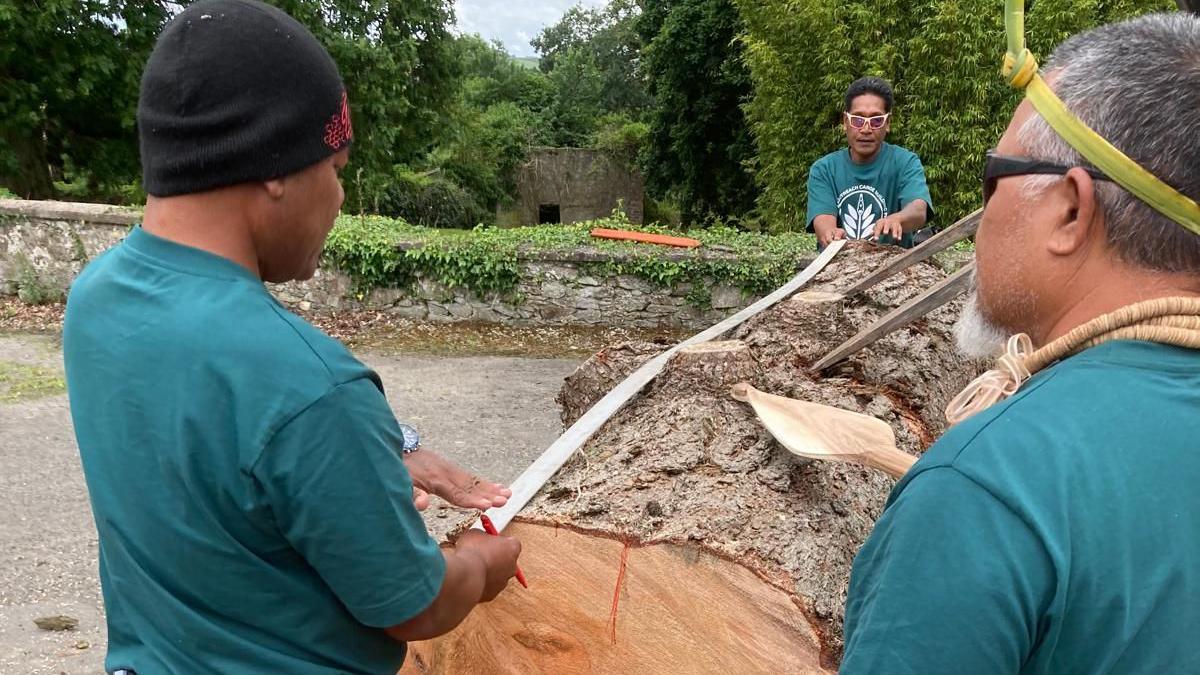 Three men work at a large tree stump. They are holding a tape measure across the length of the stump.
