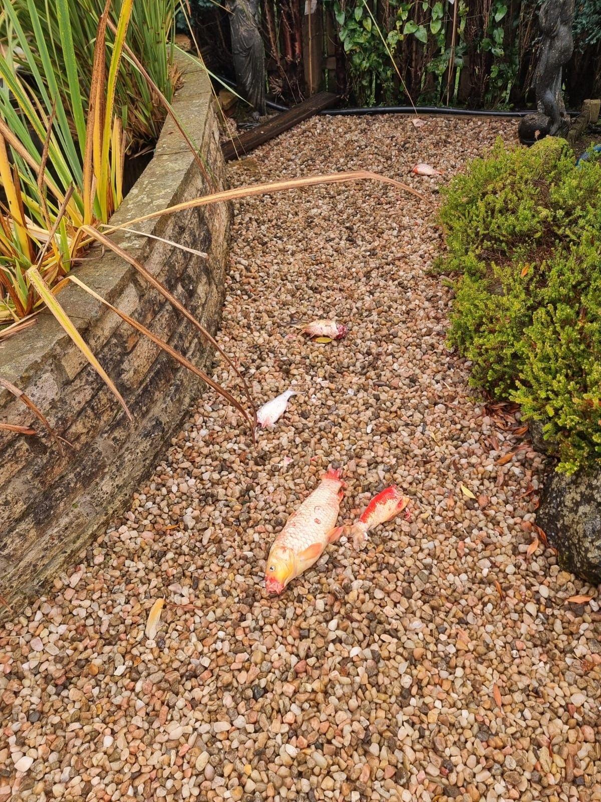 Another image of fish and fish parts lying on the path to the side of the pond's stone wall.