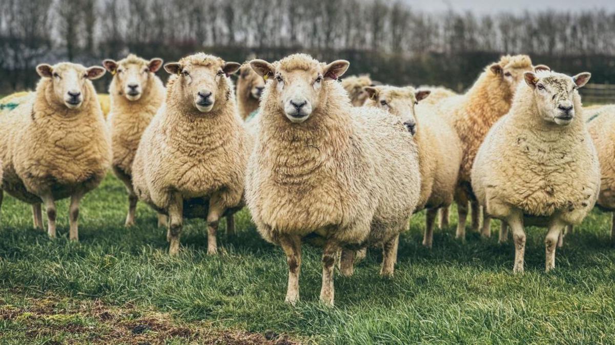 Generic flock of sheep