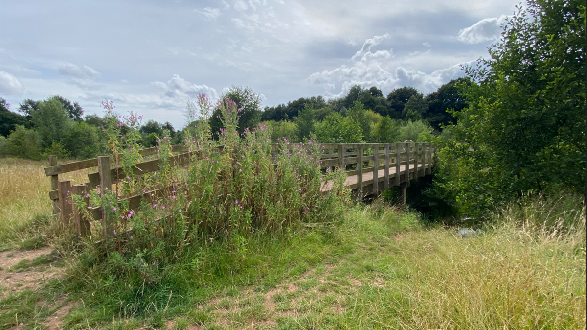 A green field with overgrown bushes and grass. There is a wooden bridge over some water.