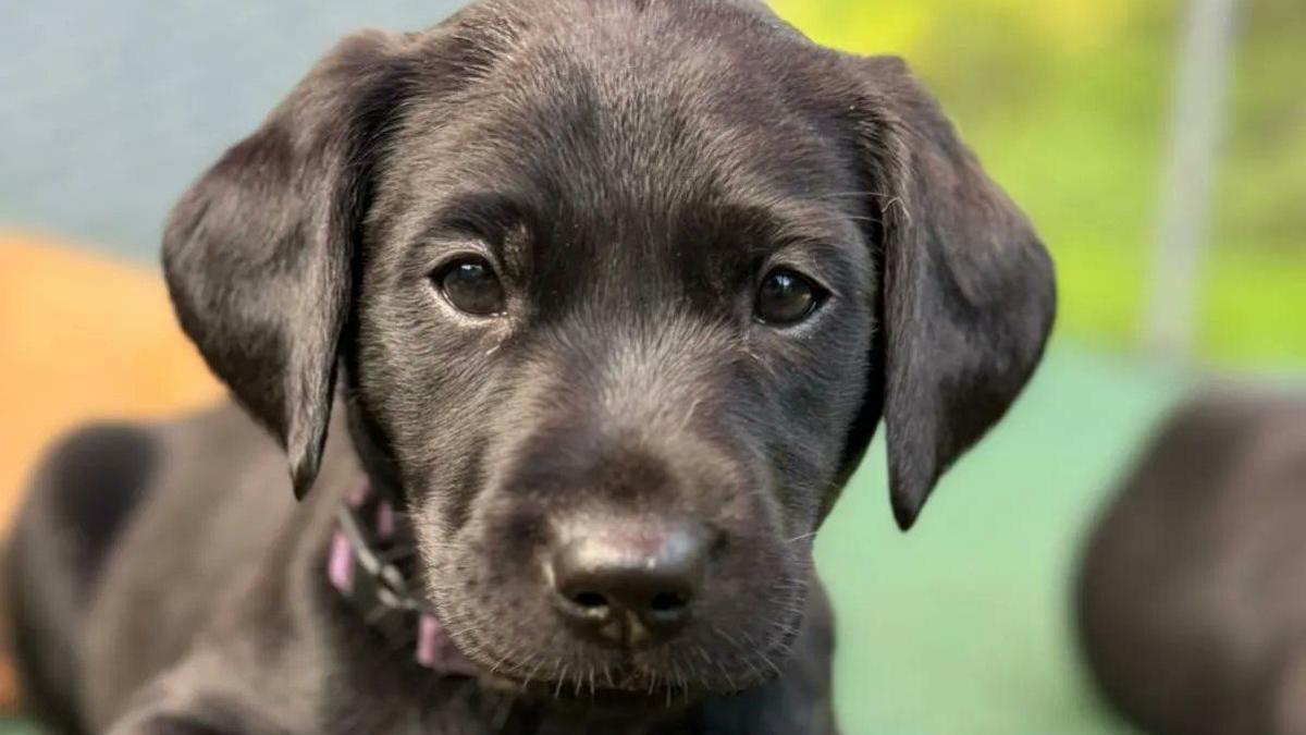 A black labrador puppy looks at the camera, it is wearing a purple collar with a black buckle