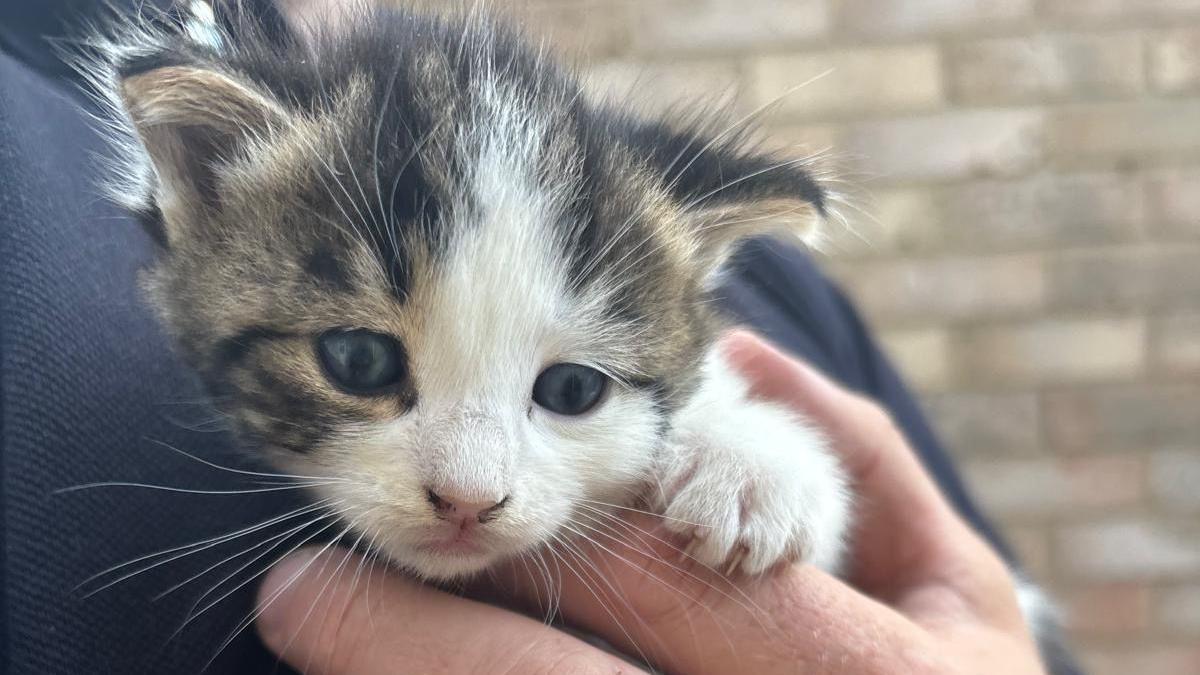 A small kitten is held in a man's hands. The kitten has a half-tortoiseshell, half white face and blue eyes.