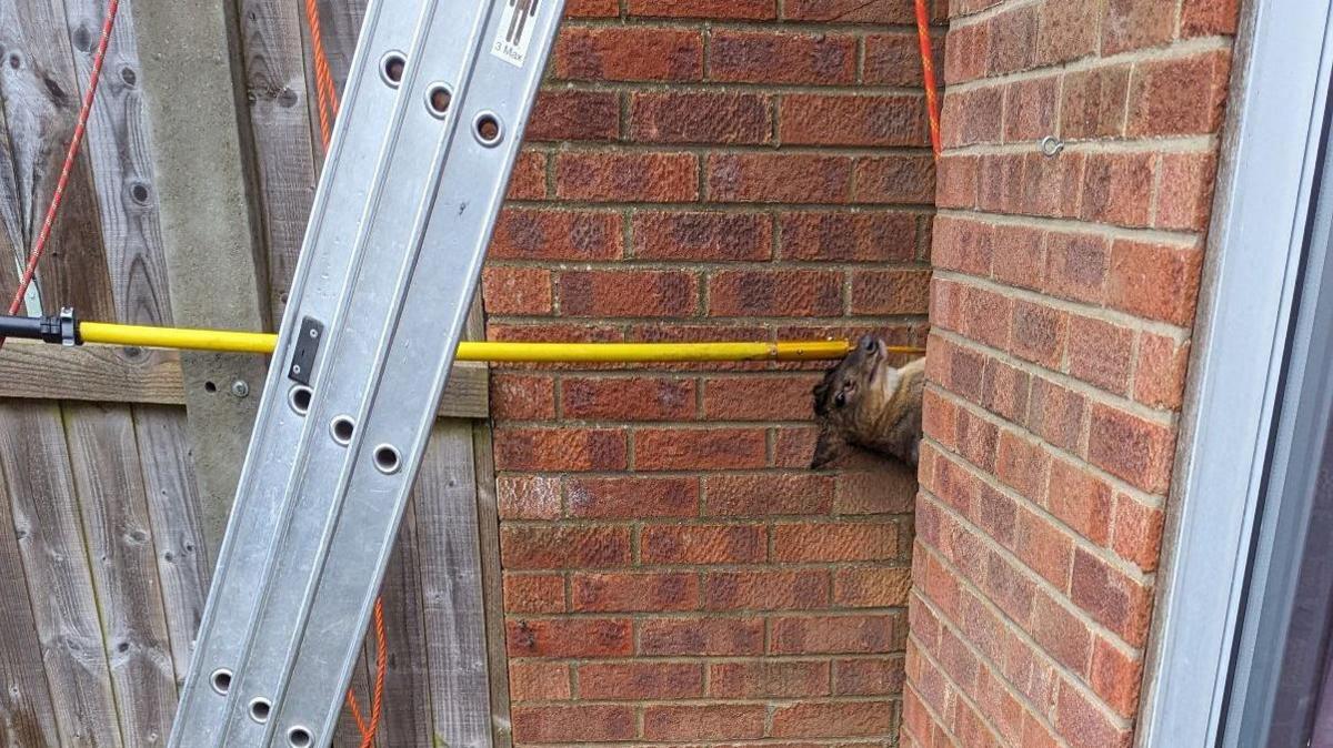 Deer stuck in gap between two houses