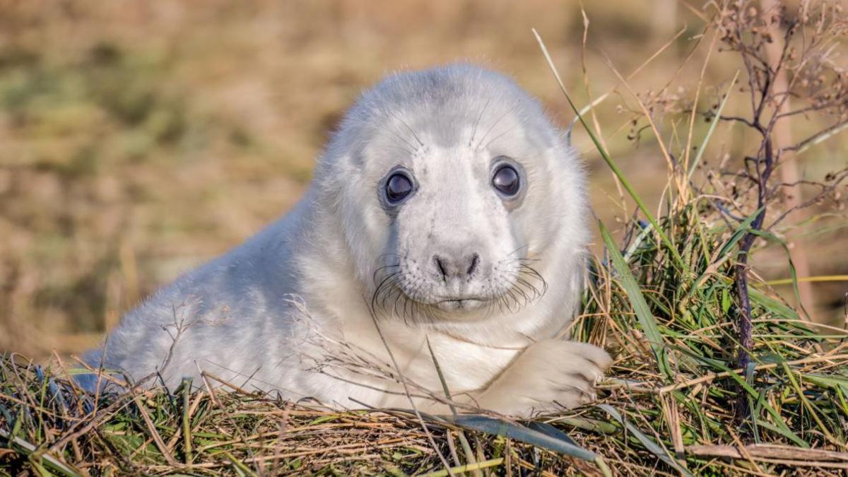 A white seal pup looking adorably into the camera. It is laid on a grassy verge with its flipper placed in front of it.