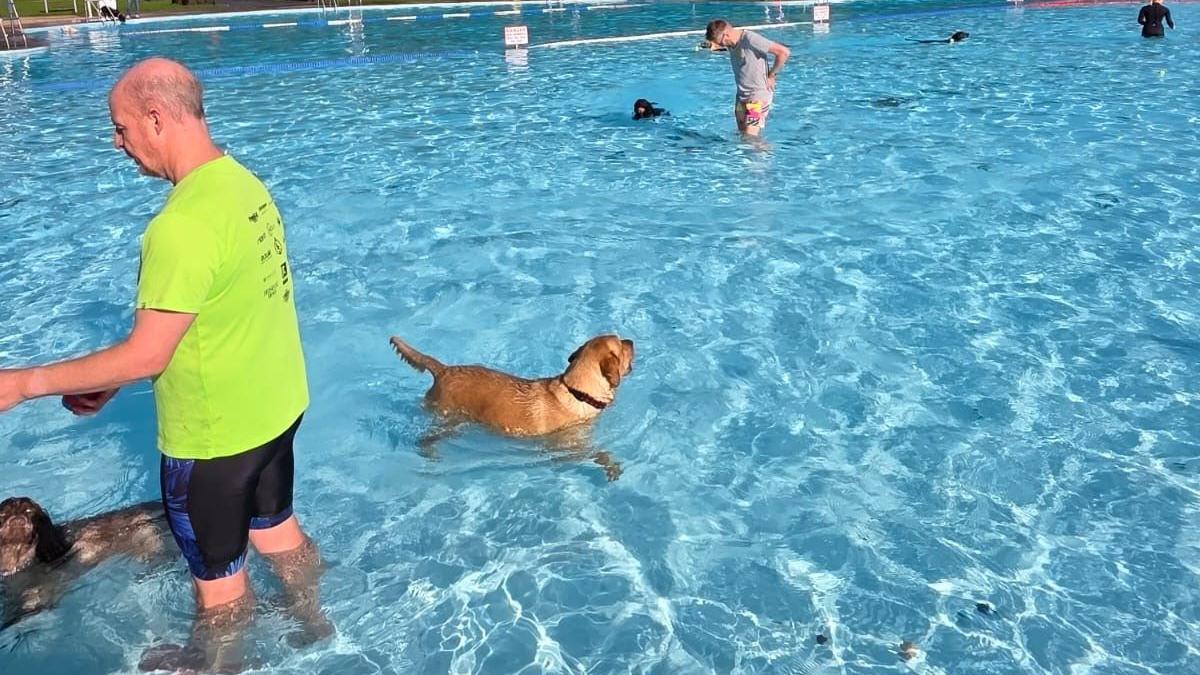 two men and three dogs in a swimming pool outdoors
