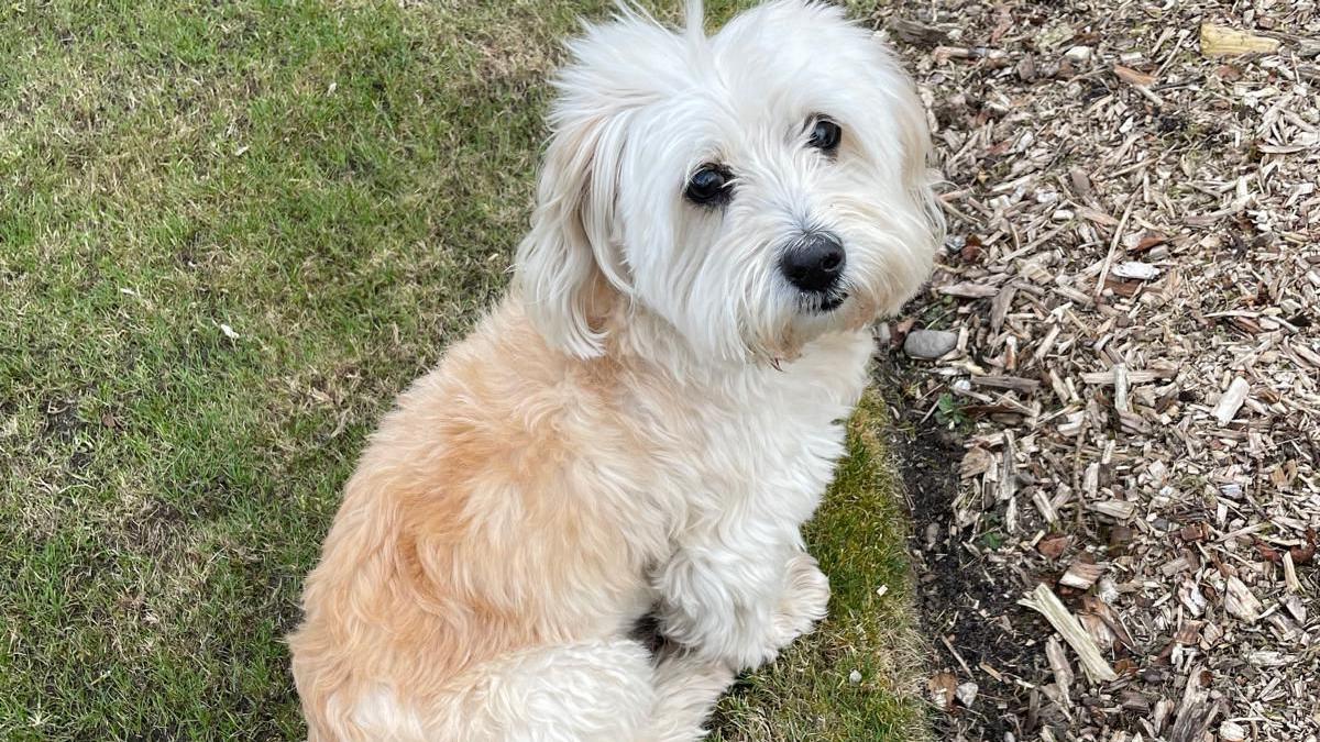 A white Havanese dog, with large dark eyes and white and light brown long fur, looks up towards the camera. He his sat on the edge of a green lawn, next to a flowerbed. 