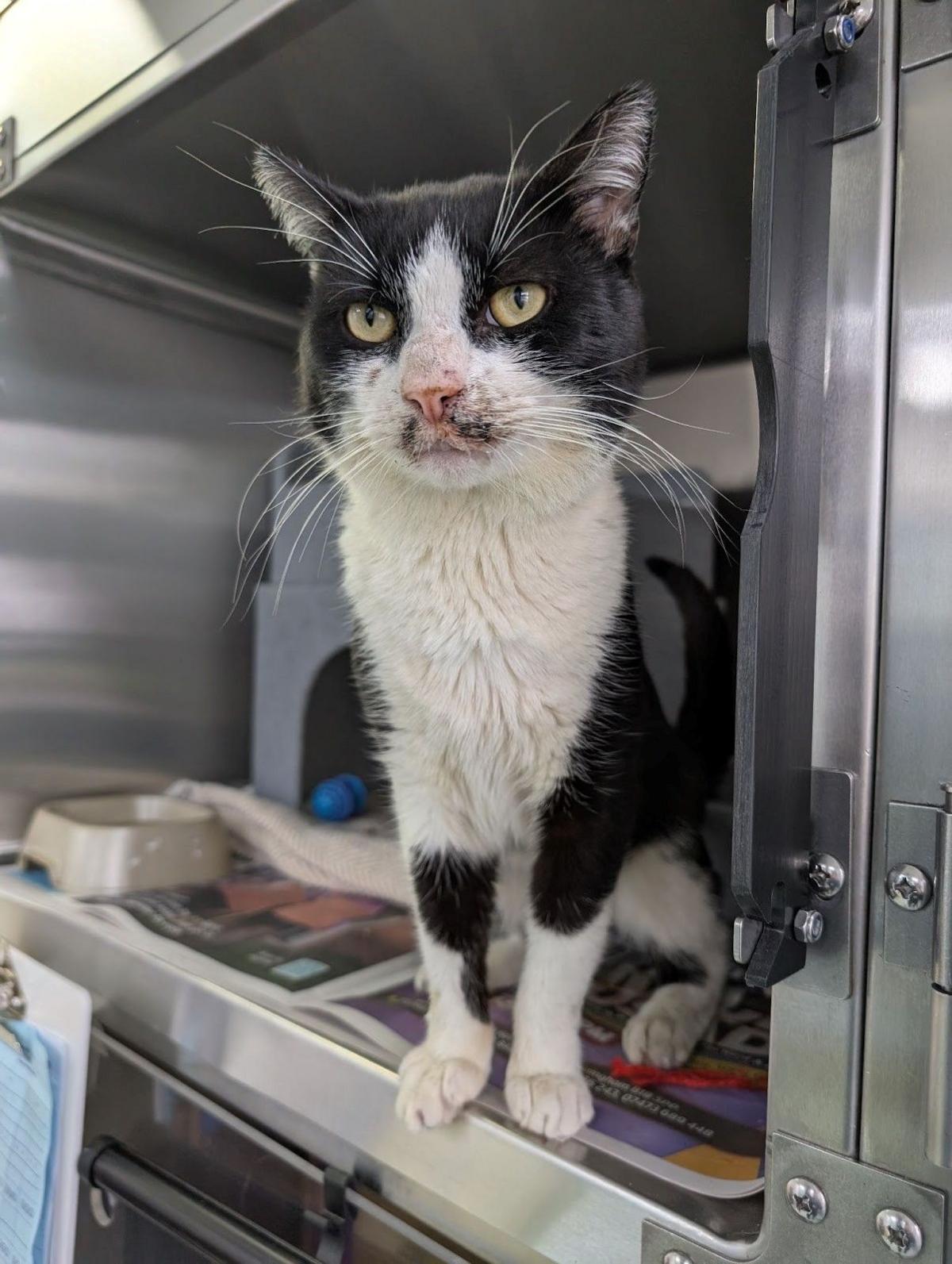 A black and white cat standing up in a silver container, with a bowl of food in the corner.