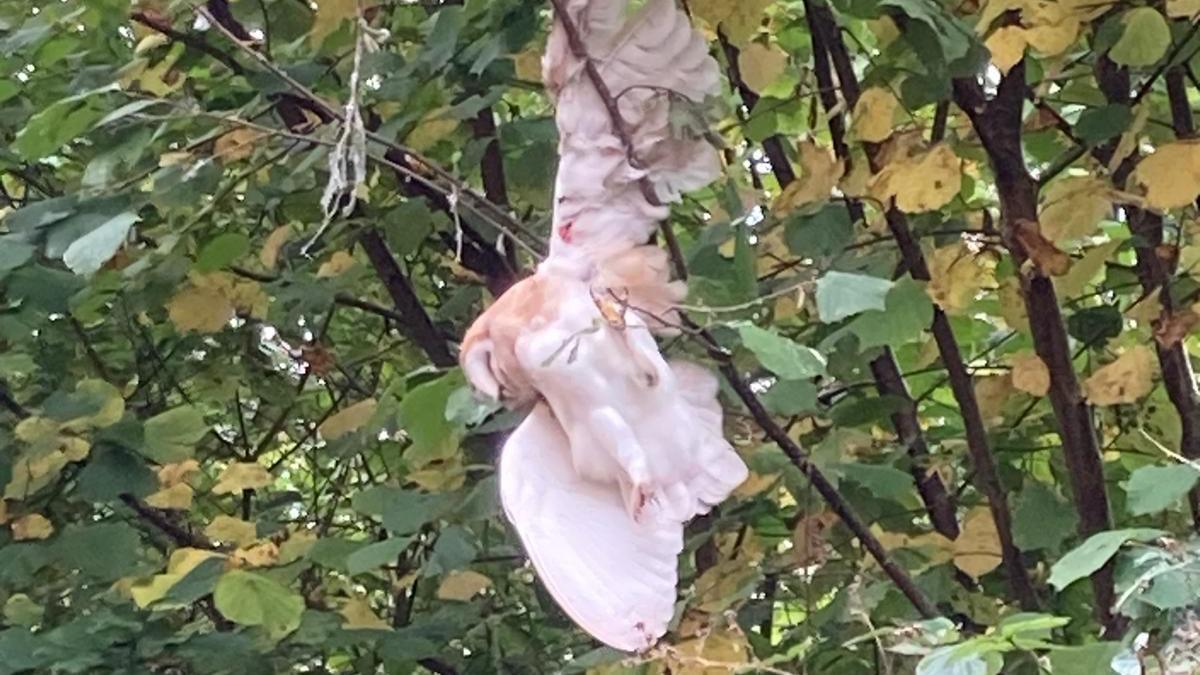 A barn owl caught in a tree - its wings are spread apart and there is what looks like blood on one of the wings