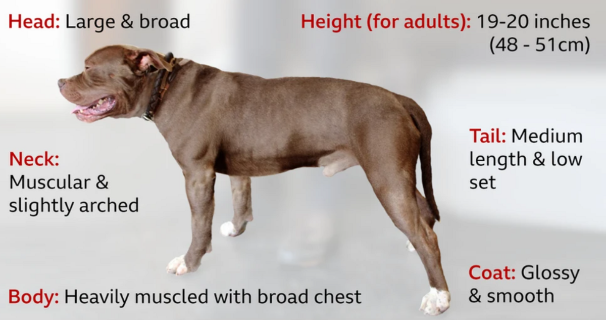 A graphic outlining the traits of an XL Bully including: a height of 19-20 inches; a muscular and slightly arched neck; a medium length, low set tail; a heavily muscled body with a broad chest; and a glossy and smooth coat. 