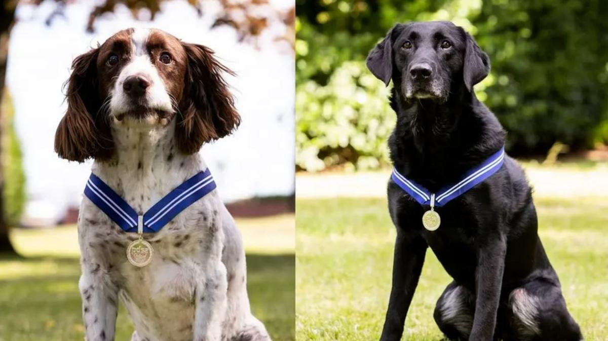 Two dogs wear their PDSA Order of Merit awards. They sit proudly with blue ribbons and silver medals around their necks. 