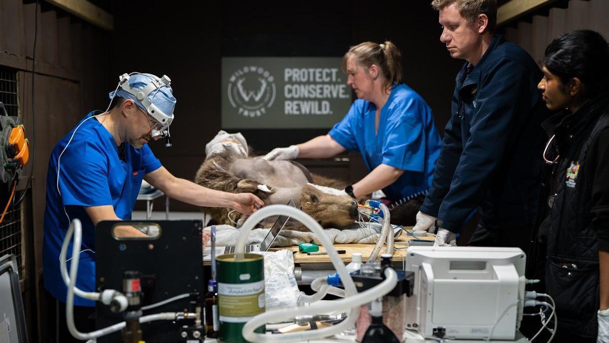 Four surgeons carrying out an operation on a brown bear, which is partially shaved and has tubes attached to its mouth.