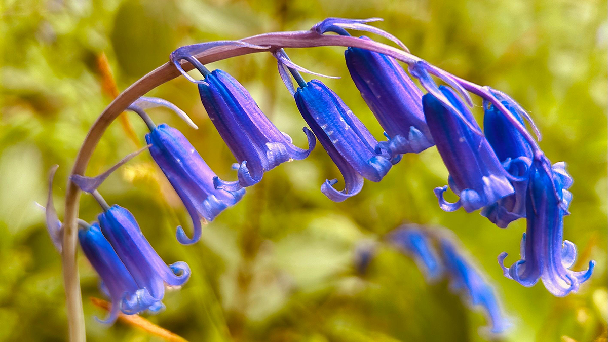 Close-up of bluebells in a field. Their blue bells hang down from a stem.
