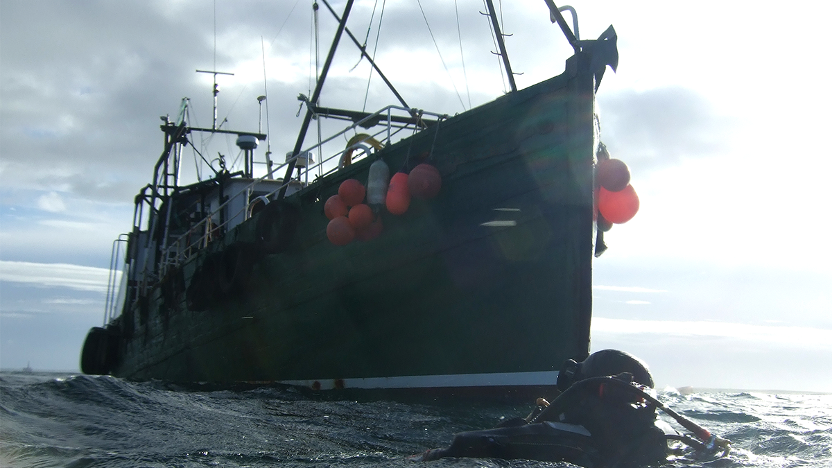 Fishing boat floating in open water with a diver in the water next to the ship