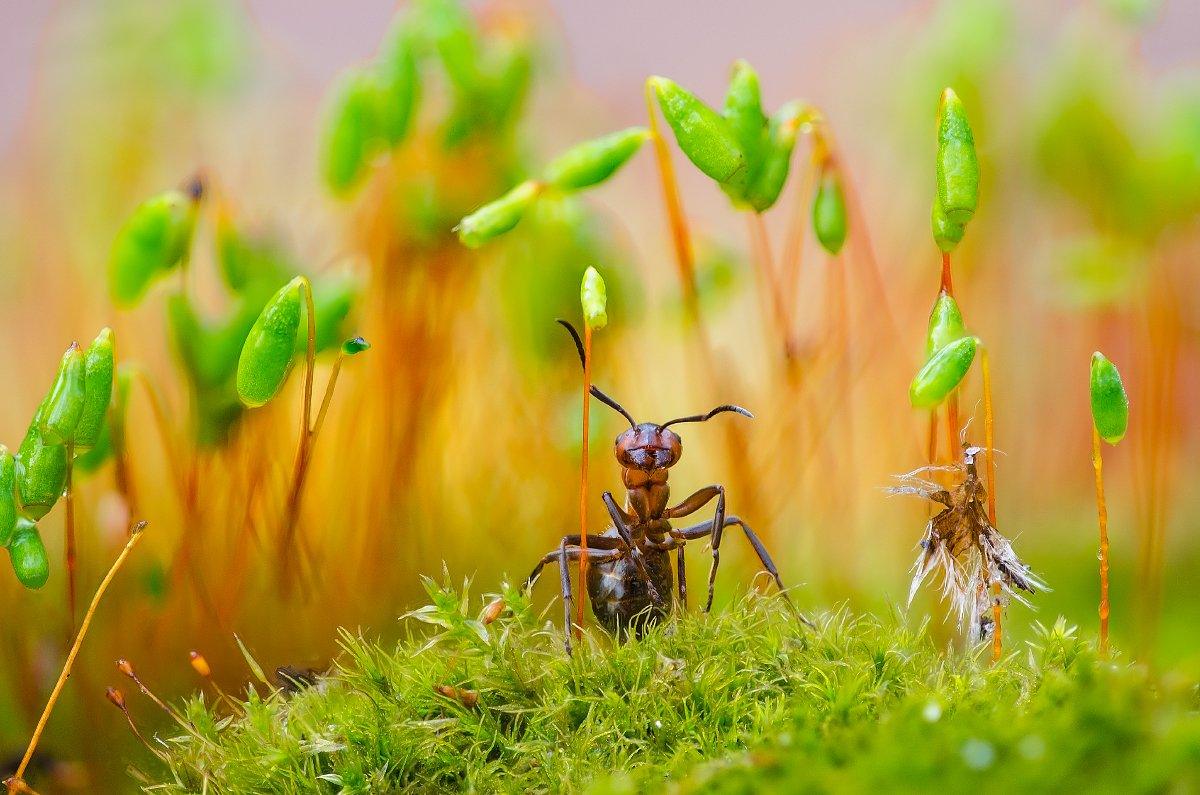 ant-and-plants.