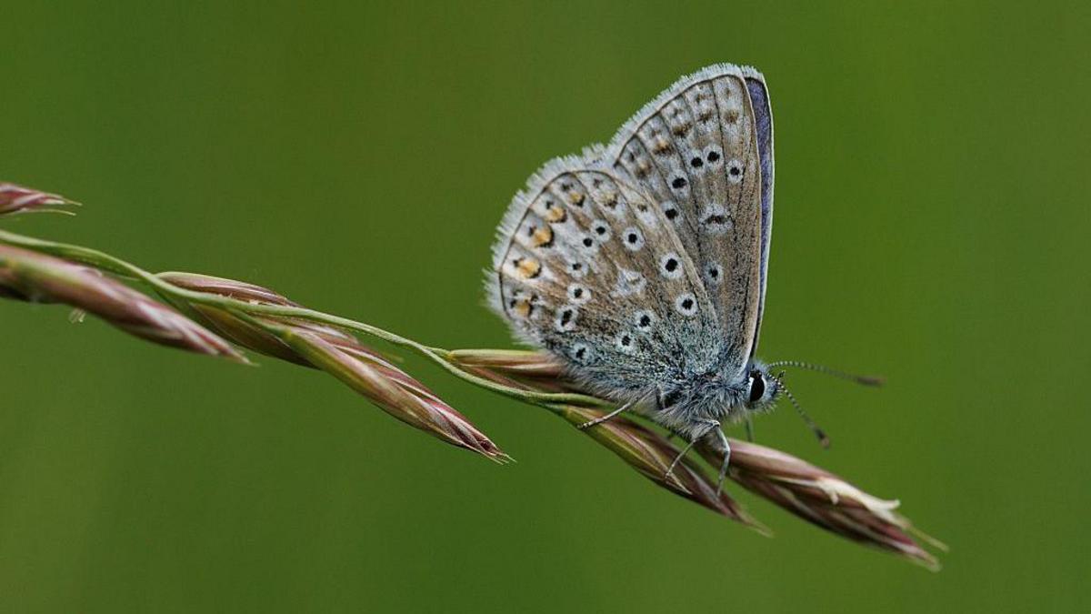 BCP Urges Residents to Join Big Butterfly Count