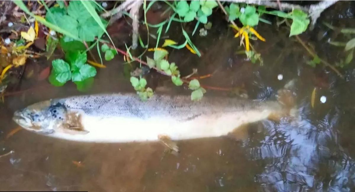 Dead salmon on the River Wye