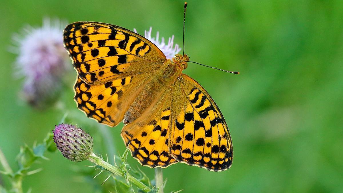 High-Brown-Fritillary.